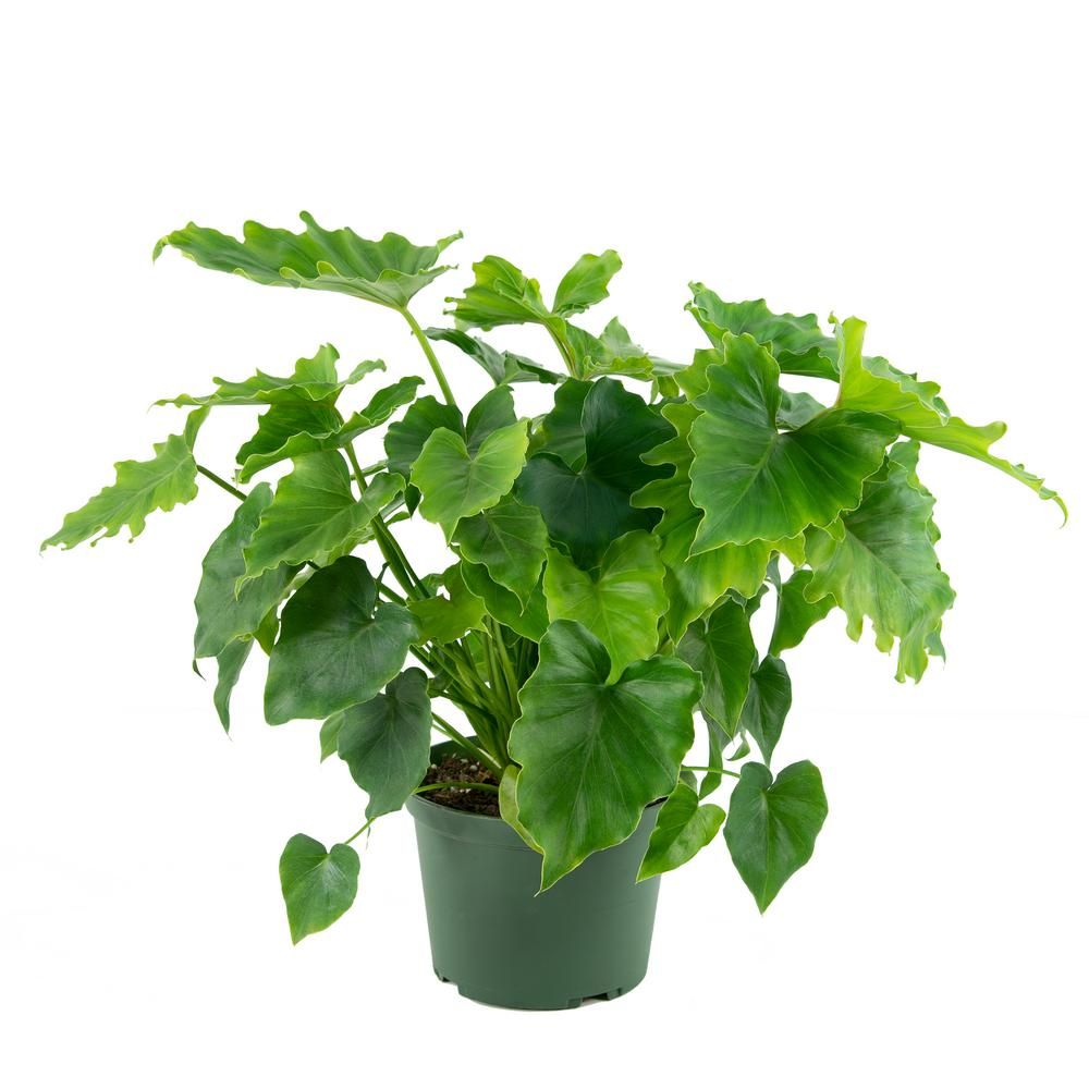 Shangri la philodendron care