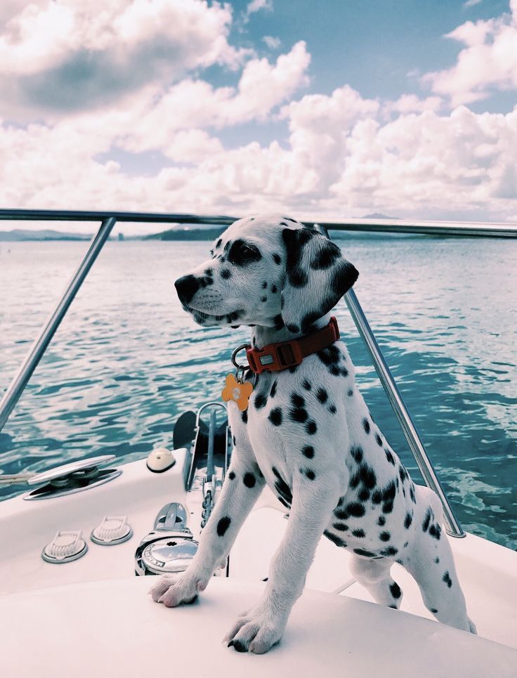 ✰ PINTEREST // @meganakendall INSTAGRAM // @ megan.kendall - #Instagram #meganakendall #megankendall #pinterest #animalesbebébonitos