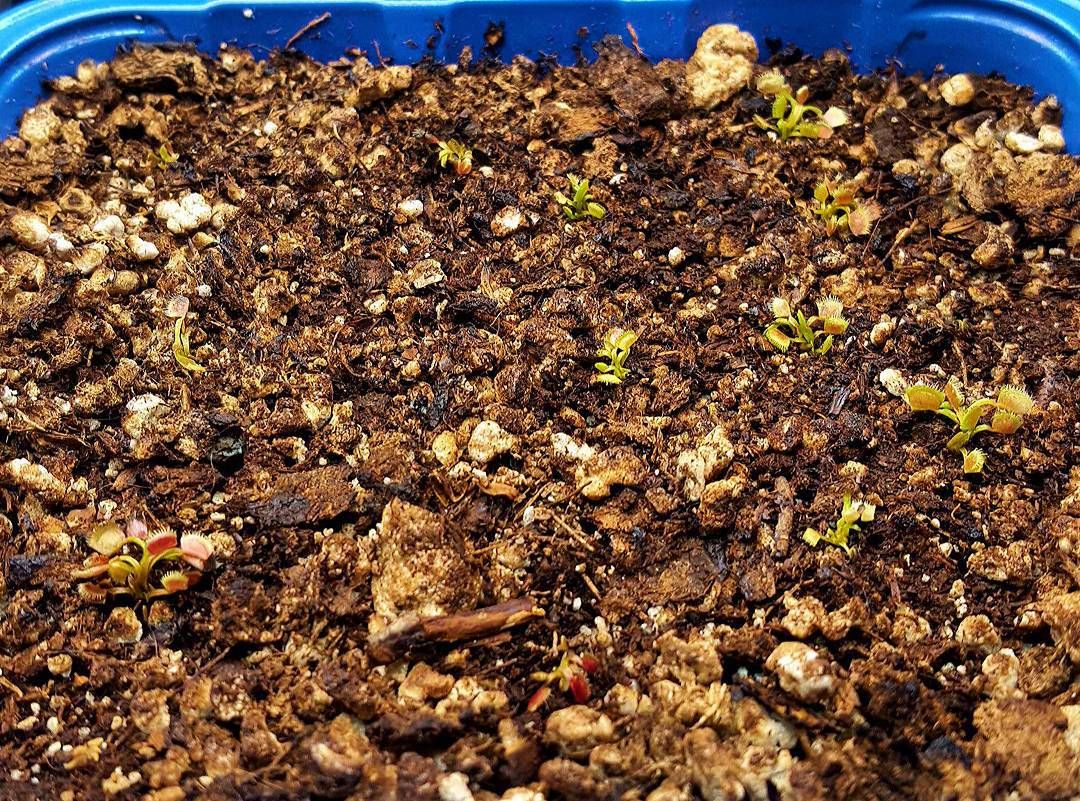 An updated pic of my first batch of seedlings since I took them off the heating mat. See any difference yet? #seedlings #venusflytraps #carnivorousplants #carnivorousplantsofinstagram by wolf_spirit77 Fly Traps, Carnivorous Plants, Seedlings, Take My, Venus, Wolf, Mats, Instagram Posts