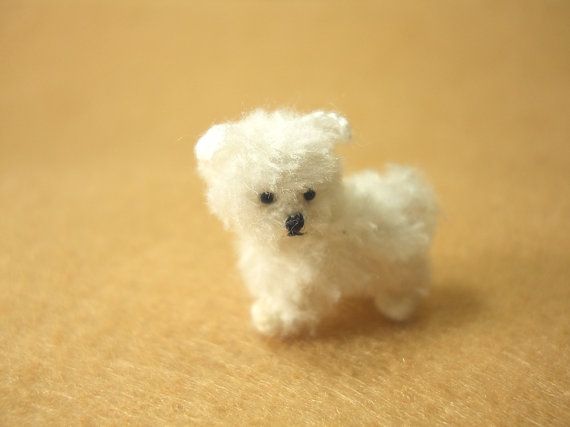 Bolonka Zwetna Hundewelpen Bolonka Zwetna Welpen Bolonka Zwetna Bolonka Hundewelpen