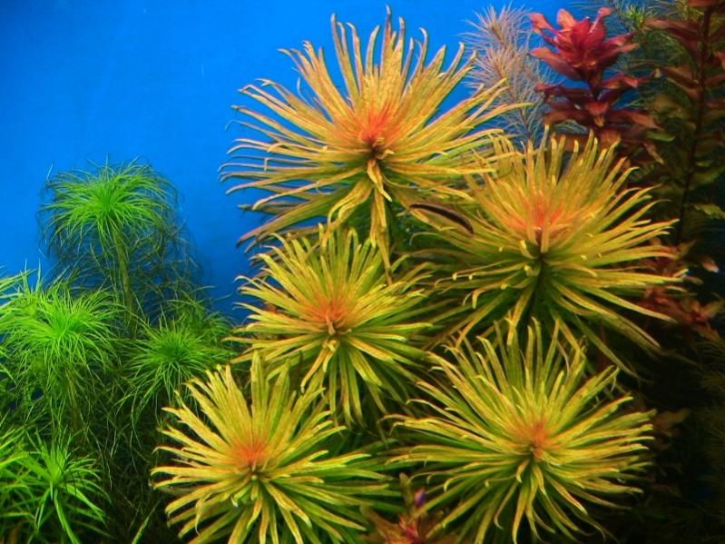 ludwigia inclinata cuba aquascape