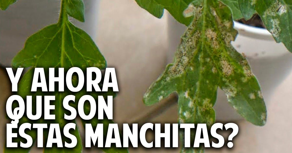 Encontraste Manchas Blancas Con Puntos Negros En Las Hojas Control De Plagas Trips Cdjr 3 Herbs Gardening Tips Plants<script async src=