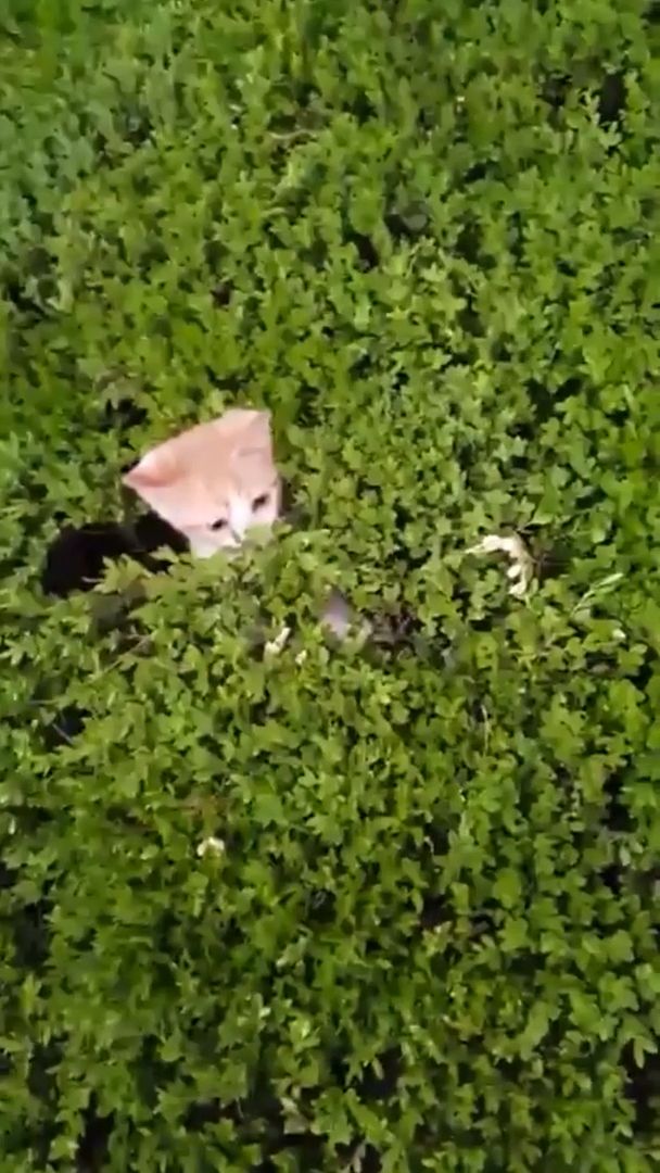 Dangerous Kitten Bushes Dangerous Kitten Bushes