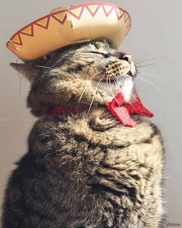 Cats Crazy Cats Cute Cats Cats Crazy Cats Cute Cats