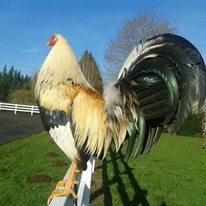 north briton whitehackle gamefowl north briton whitehackle gamefowl