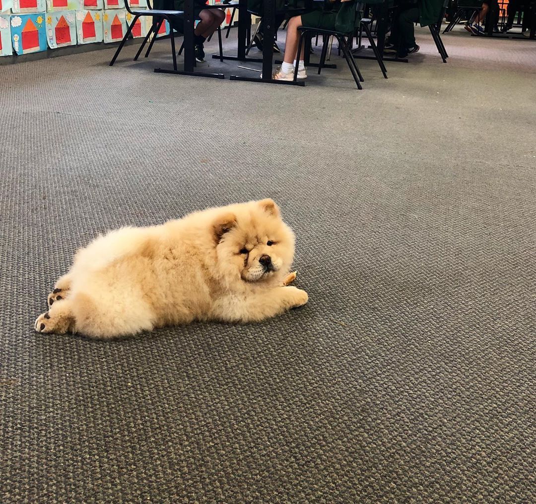 Keeping This Class In Order Schooldog Sunnyjoy Chowchowlife