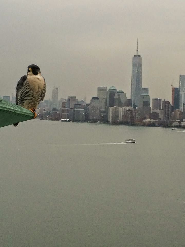 peregrine falcon new york city peregrine falcon new york city