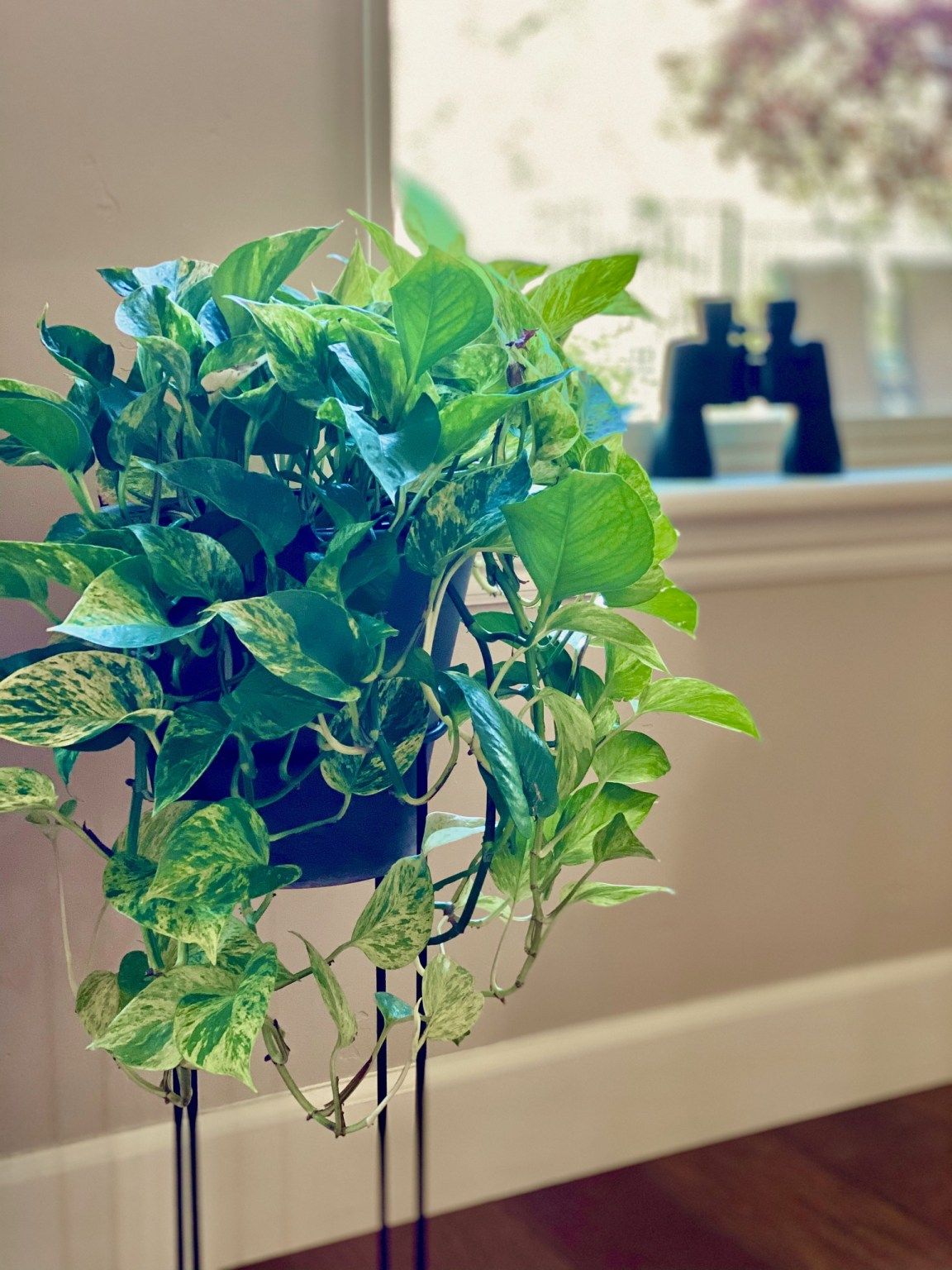 How To Propagate Pothos In Soil