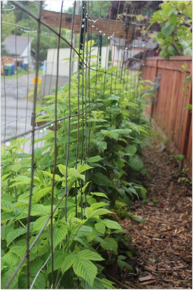 Using Concrete Wire Mesh For Vertical Gardening สวนผ ก - Vertical Garden Wire Mesh Using Concrete Wire Mesh For Vertical Gardening สวนผ ก - Vertical Garden Wire Mesh