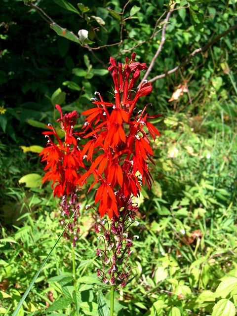 lobelia cardinalis cardinal flower