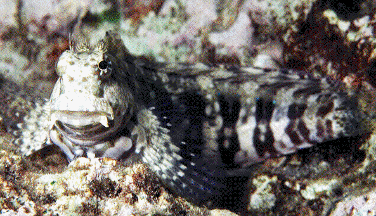 lawnmower blenny salt water