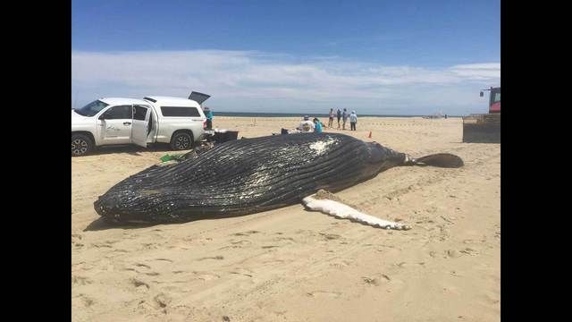 Beachgoers At Bethany Beach Got A Huge Surprise As Beachgoers At Bethany Beach Got A Huge Surprise As