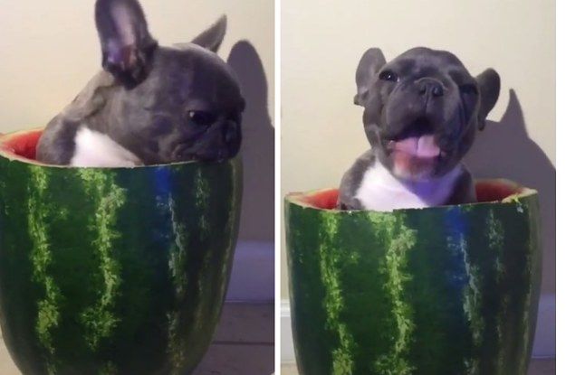 This Puppy Sitting In A Watermelon And Eating It Is The Best Thing