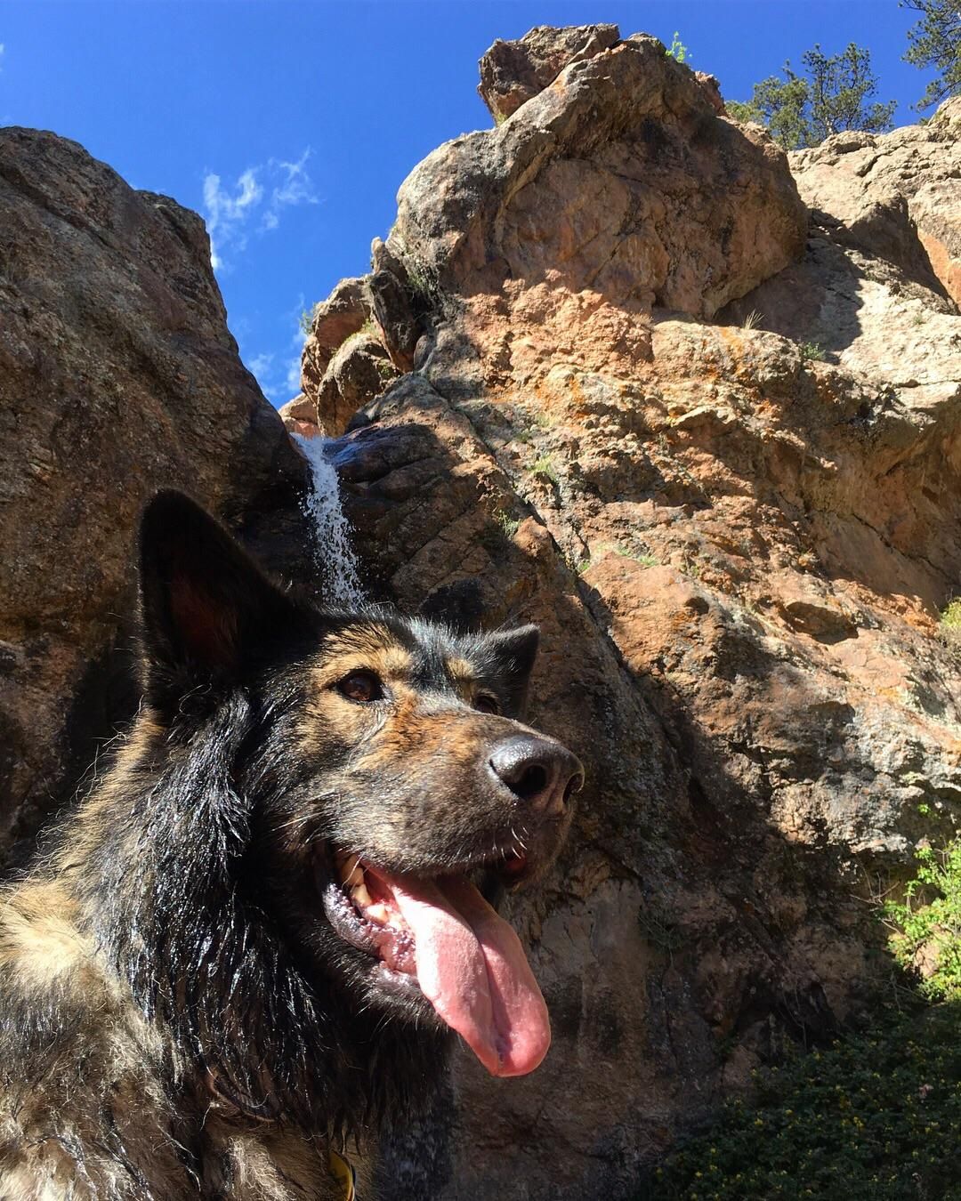 Simba On The Horsetooth Waterfall Trail In Fort Collins Co
