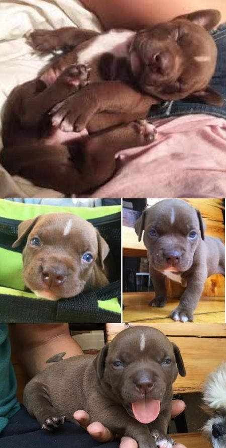 4 Week Old Puppy Purchased Off Of Craigslist Then Dumped Because