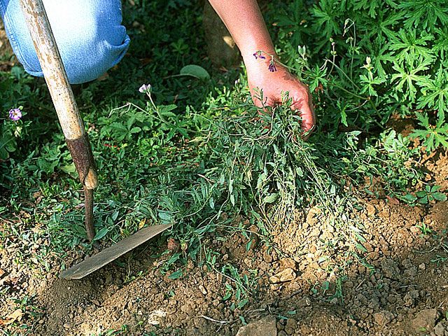 Gardening For Beginners, Gardening Tips, Green Tips, Natural, Gardening Gloves, Grow Your Own Food, Permaculture, Horticulture, Organic Gardening