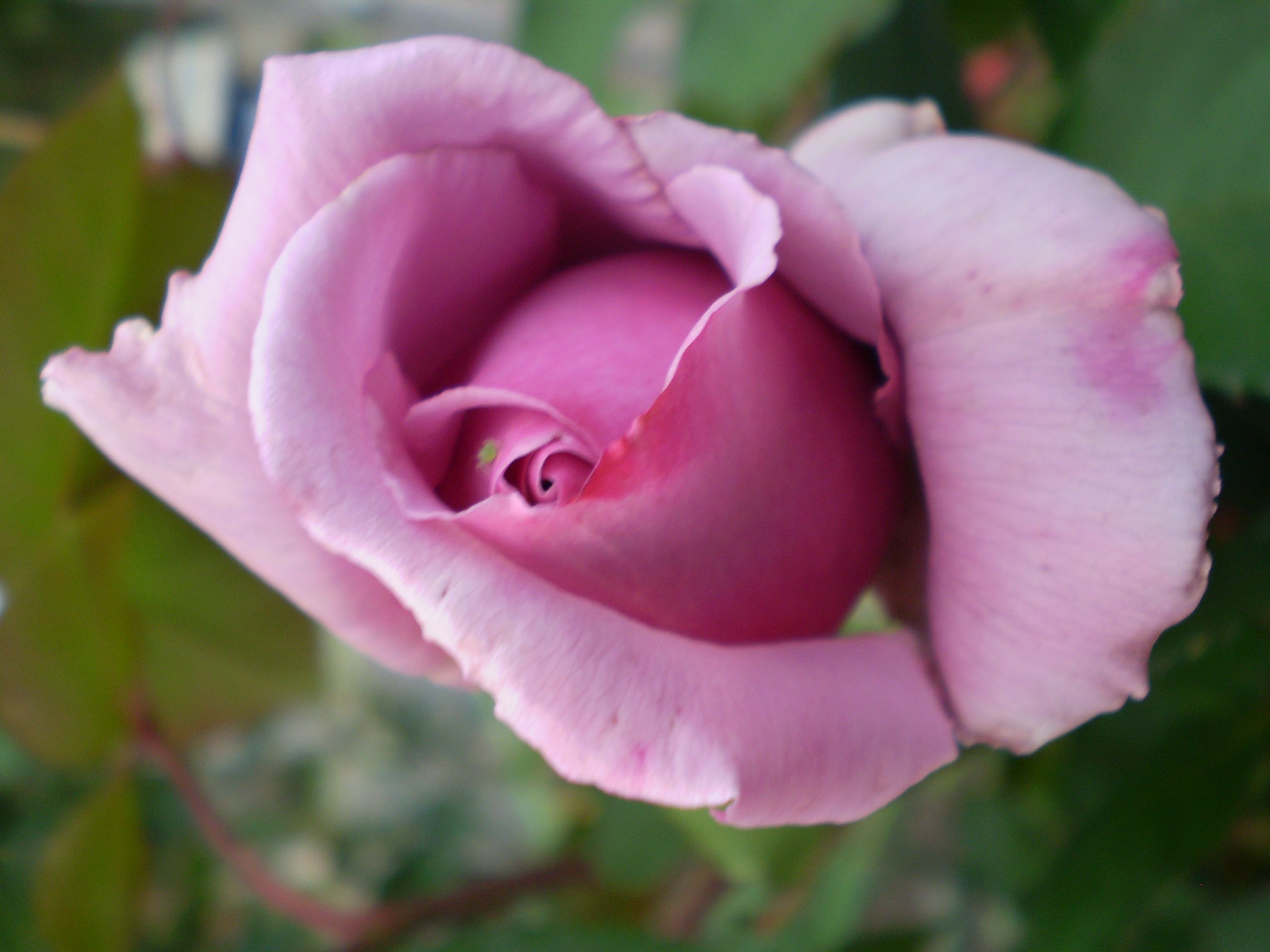Rose_Lilac (With images) Mary flowers, Rose Rose_Lilac (With images) Mary flowers, Rose
