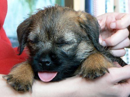 Ollie The Border Terrier Pictures 1370 Border Terriers Border