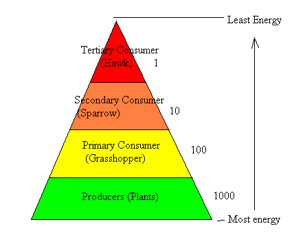 pin on animal rights trophic levels