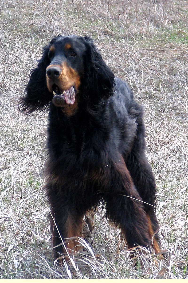 Pin by Zach Borders on Szetterek | Animals, Gordon setter, Dogs