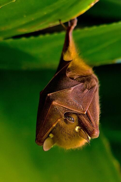 The giant golden-crowned flying fox (Acerodon jubatus), also known as ...