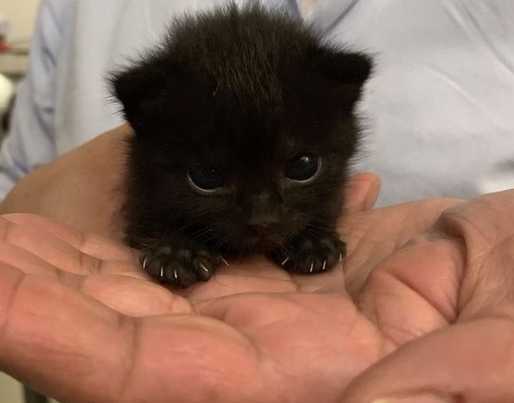 hand feeding baby kittens