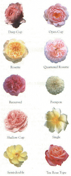 pruning guide for the different types of english rose roses