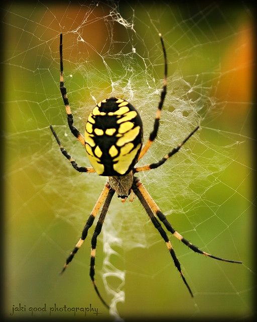 Pin On Insect