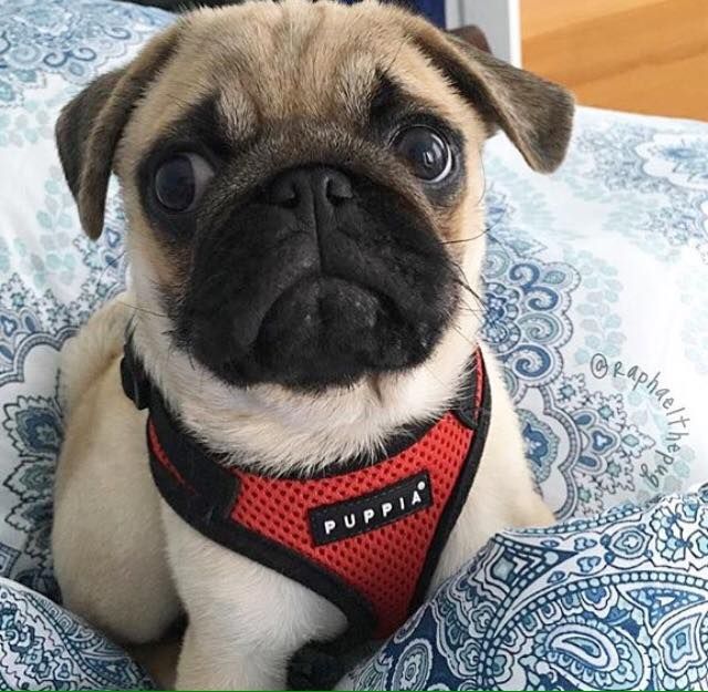 Red Puppia Ritefit Harness Available At Www Ilovepugs Co Uk Sizes