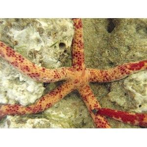 spotted linckia saltwater fish