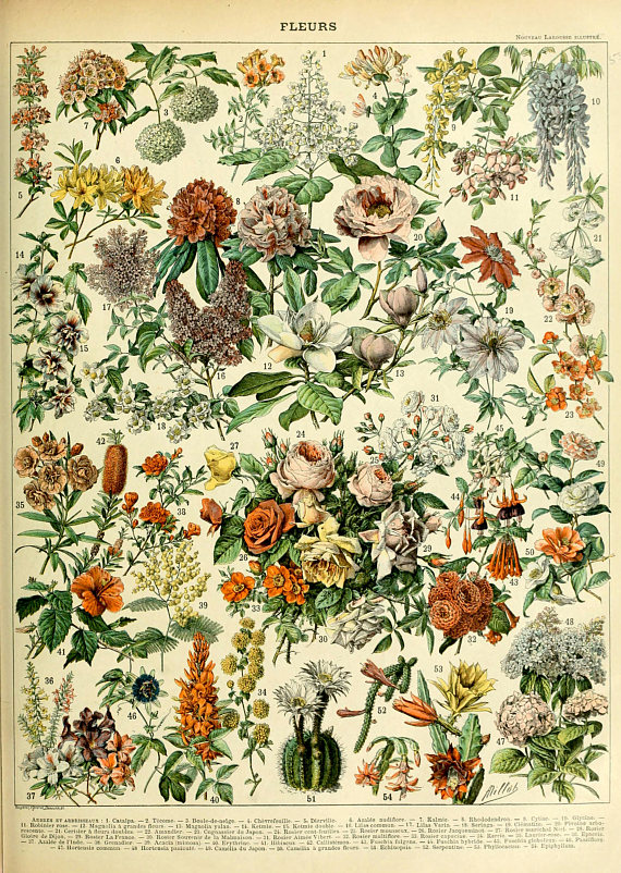 1926 Vintage GARDEN FLOWER /"DAHLIA/" GORGEOUS COLOR Art Print Lithograph