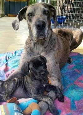 Pearl 5 Yrs And Sampson 7 Wks Great Dane Dane Animals
