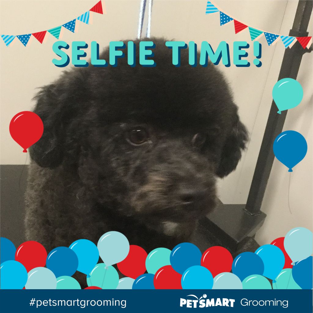 Here S My Pet Photo Animal Photo Pets Petsmart