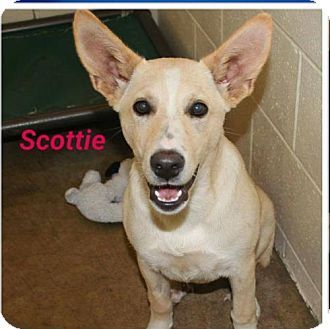 Beagle Mix Puppy For Adoption In Arlington Heights Illinois