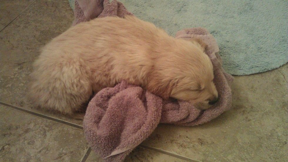 This Baby Golden Retriever Just Exhausted After First Bath Dog