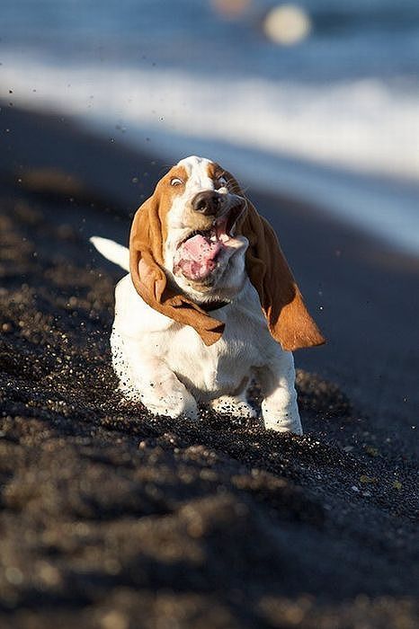 Running Basset Hounds 01 可愛すぎる動物 子犬 おかしな動物 Running Basset Hounds 01 可愛すぎる動物 子犬 おかしな動物