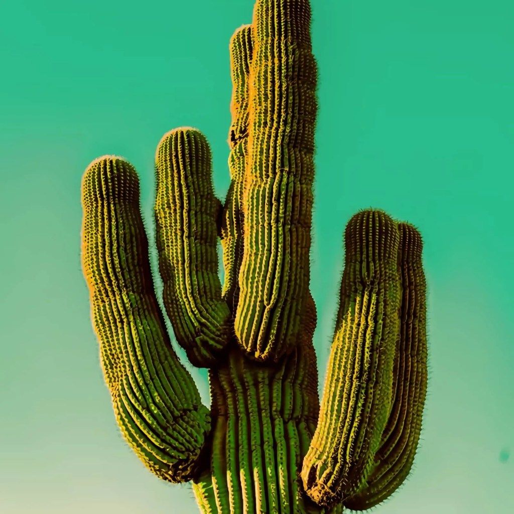 Desert Garden Desert Plants Cacti And Succulents Cactus Plants Desert Garden Desert Plants Cacti And Succulents Cactus Plants
