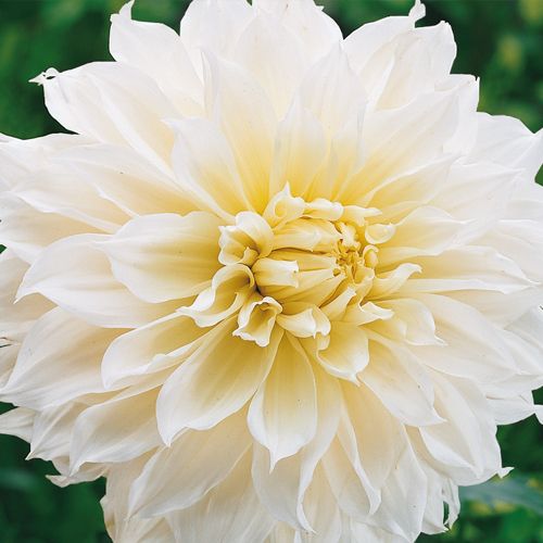 Best Sellers Giant Dinnerplate Dahlia Fleure 植物 Best Sellers Giant Dinnerplate Dahlia Fleure 植物