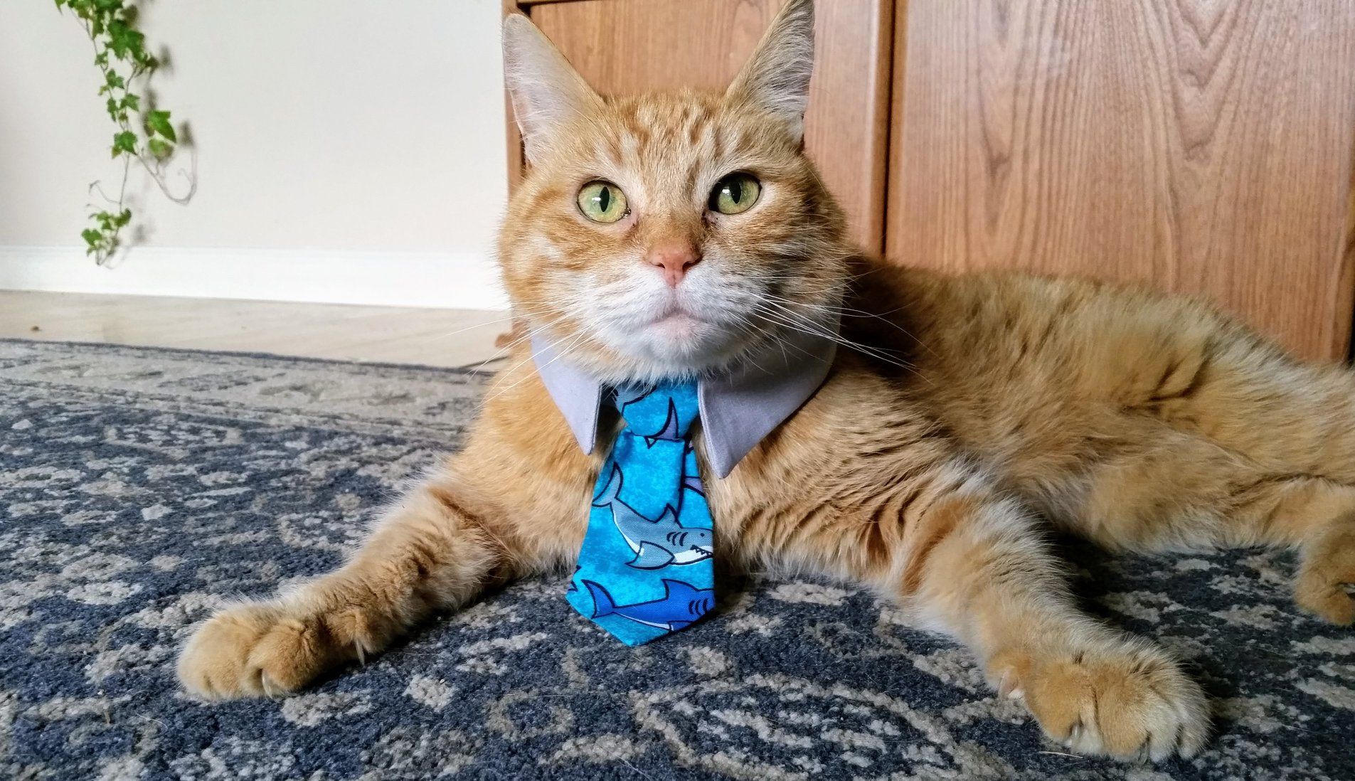 neck tie for cat