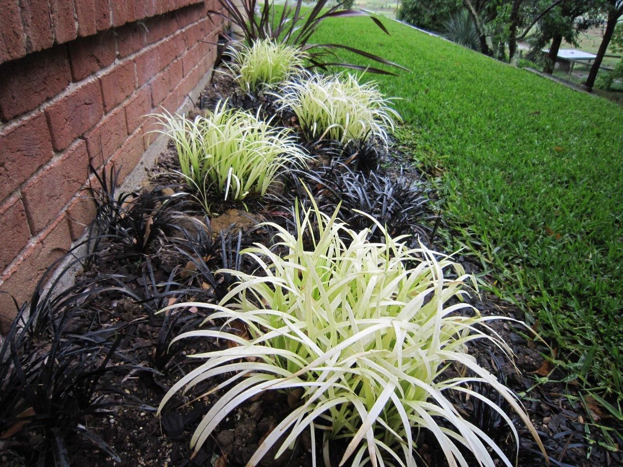 Liriope PURE BLONDE Liriope muscari Plants Muscari