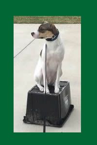4 Sessions With David Brody Improved Dramatically Dog