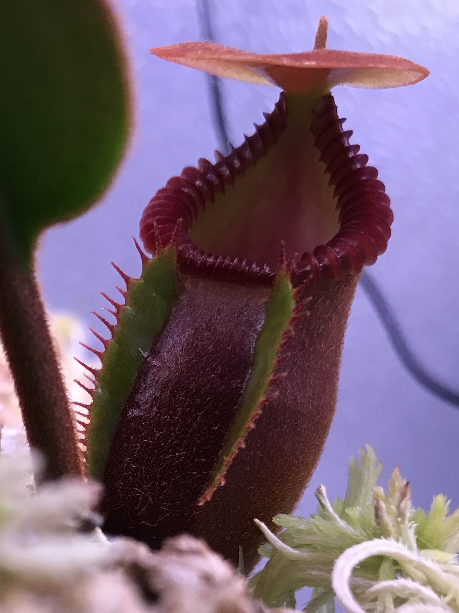 Nepenthes Macrophylla Macrophylla, Carnivorous Plants, Carnivores