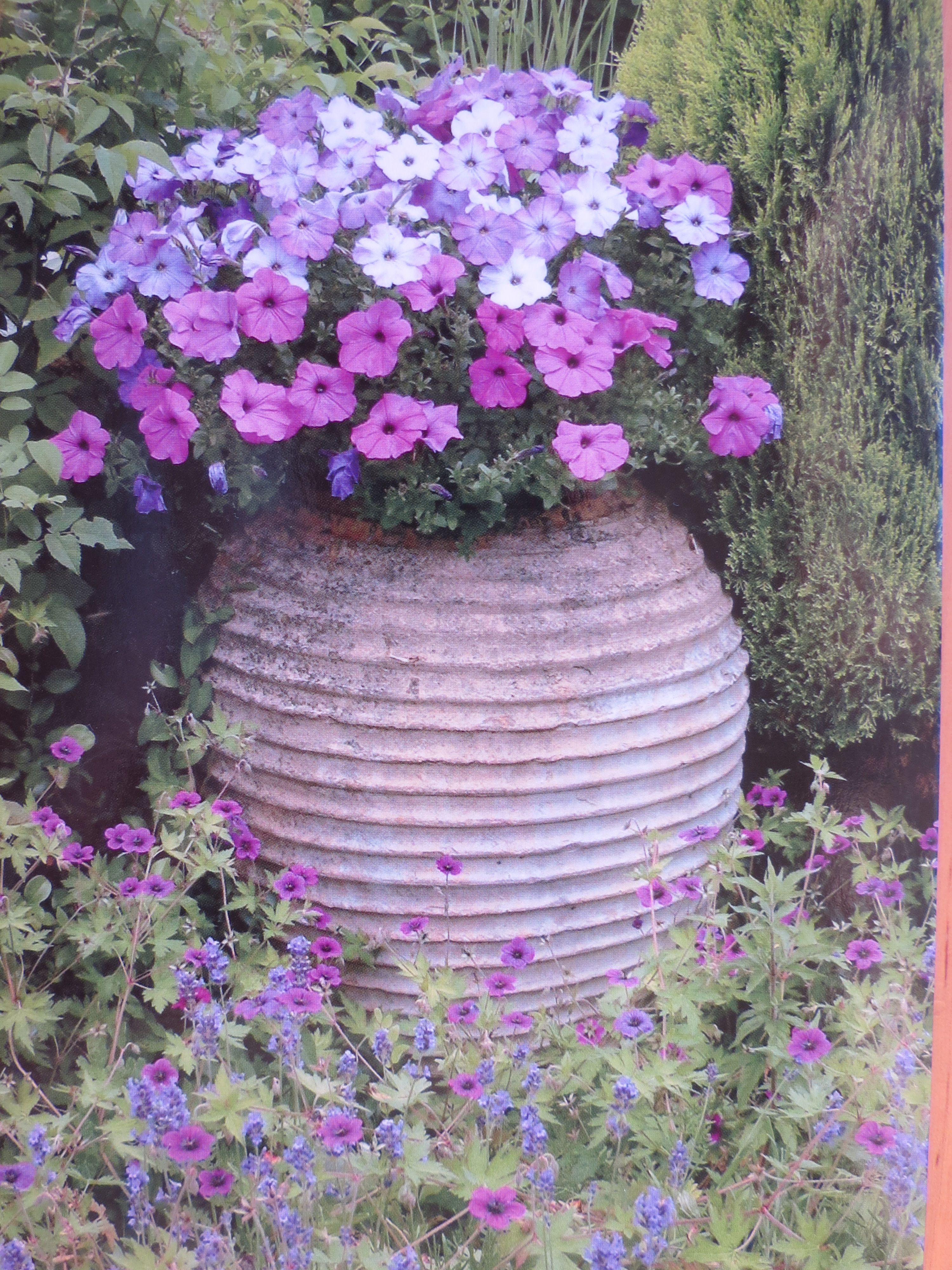 petunias Petunias, Plants, Plant, Planets