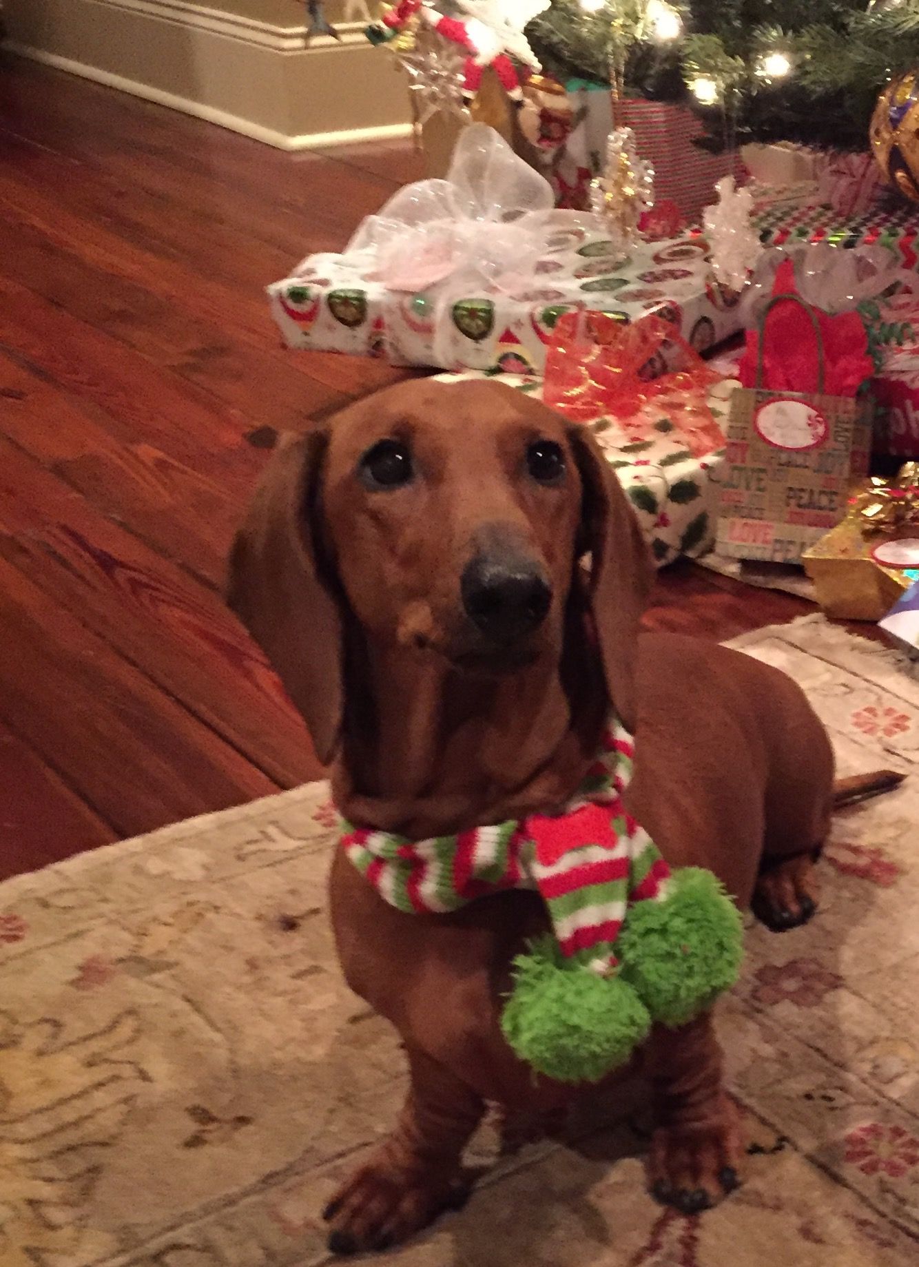 Gracie Waiting For Santa Dachshunds Equal Love Baby Dachshund