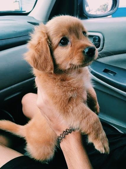 35 Puppies Who Are Far Too Cute For This World Page 7 Of 35 Soopush Cute Fluffy Dogs Cute Baby Dogs Cute Dog Wallpaper