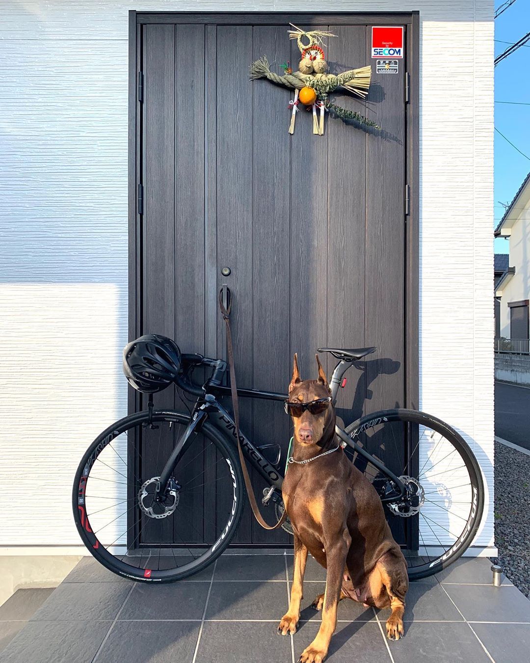 わが家の愛犬も初ライド行きたいみたいだぜ ロードバイク ロードバイク初心者 ロードバイクのある生活 ロードバイク男子 ロードバイク女子 犬 愛犬 大型 犬 正月 ライド 安全運転 ピナレロ プリンス トライアスロン I German Dogs Doberman Dogs わが家の愛犬も初ライド行きたいみたいだぜ ロードバイク ロードバイク初心者 ロードバイクのある生活 ロードバイク男子 ロードバイク女子 犬 愛犬 大型 犬 正月 ライド 安全運転 ピナレロ プリンス トライアスロン I German Dogs Doberman Dogs