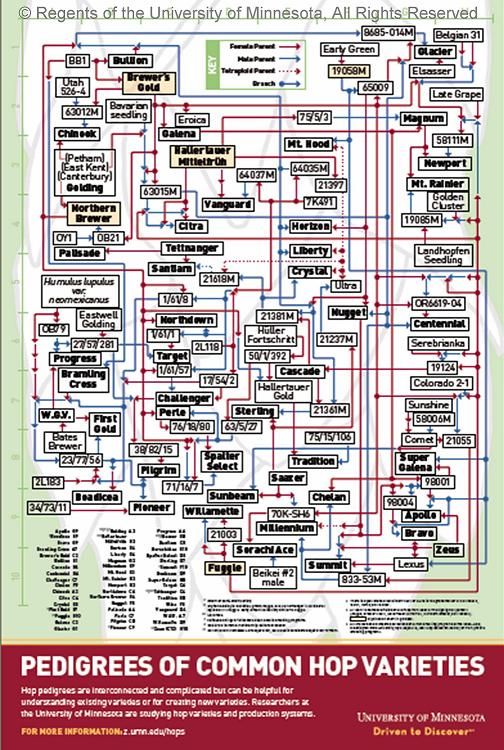 hop pedigree poster home brewing brewing university of university of minnesota my chart