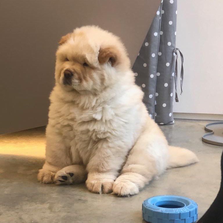 Mr Chow And Lady Chow On Instagram Mr Sumo Chow Chowchow