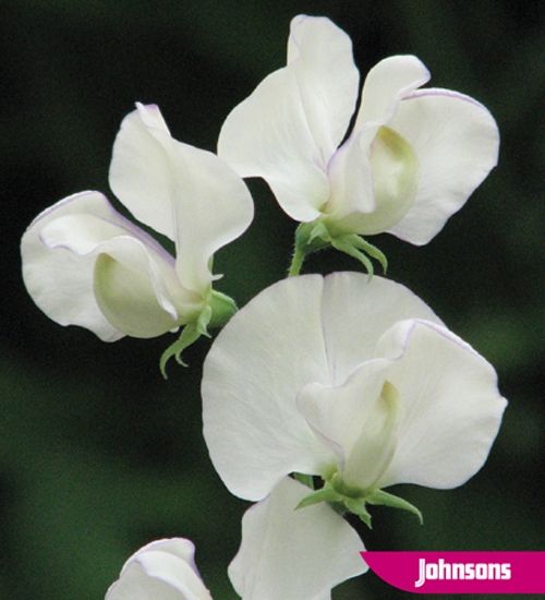 Sweet Pea April In Paris Flower Seeds Sweet Pea Flowers Sweet Pea April In Paris Flower Seeds Sweet Pea Flowers