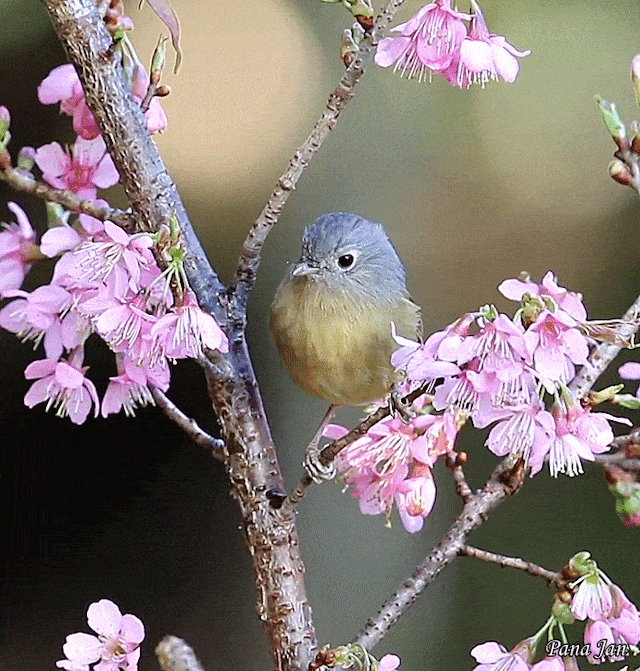 1) Tumblr | Cute birds, Beautiful birds, Bird pictures
